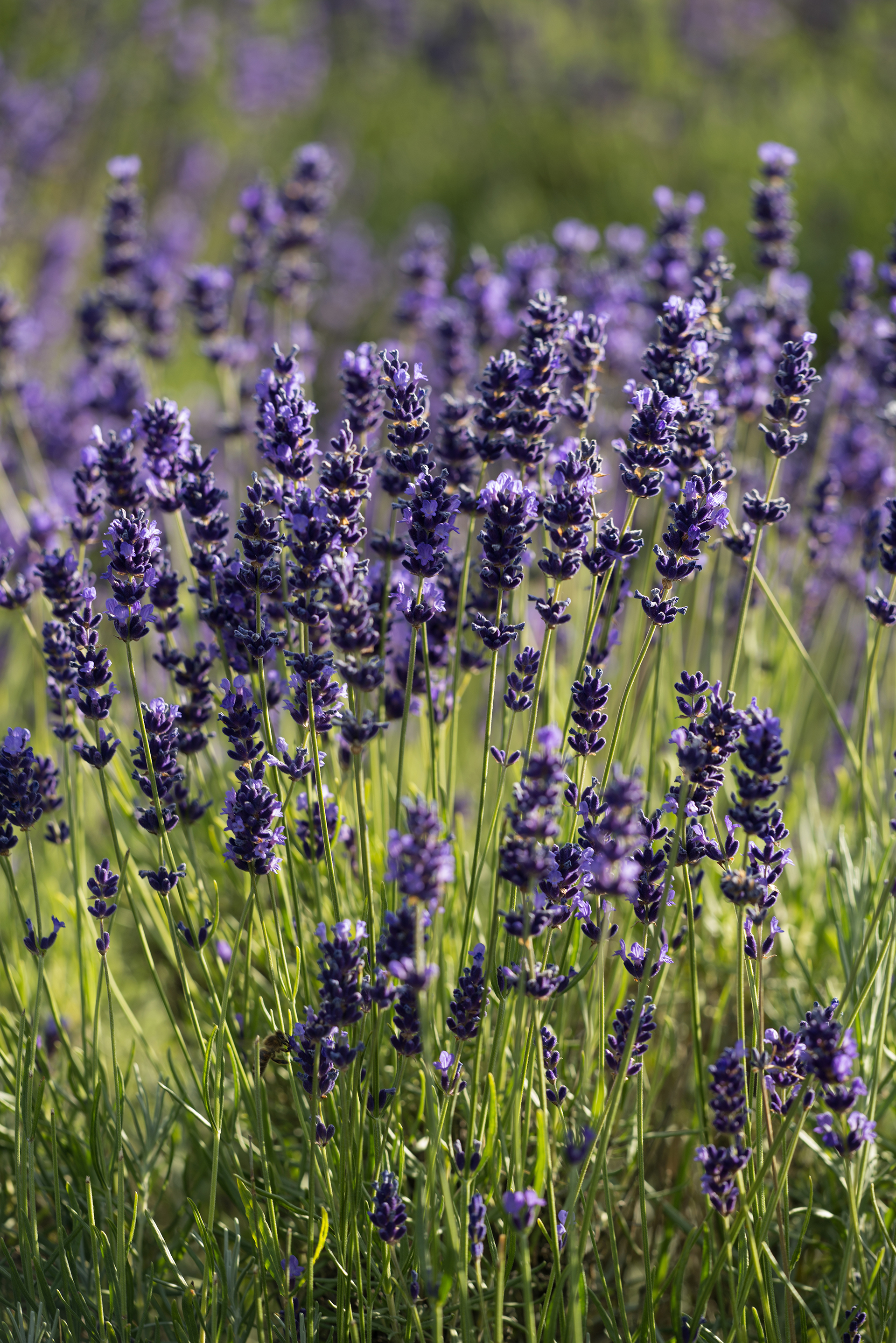 Lavendel