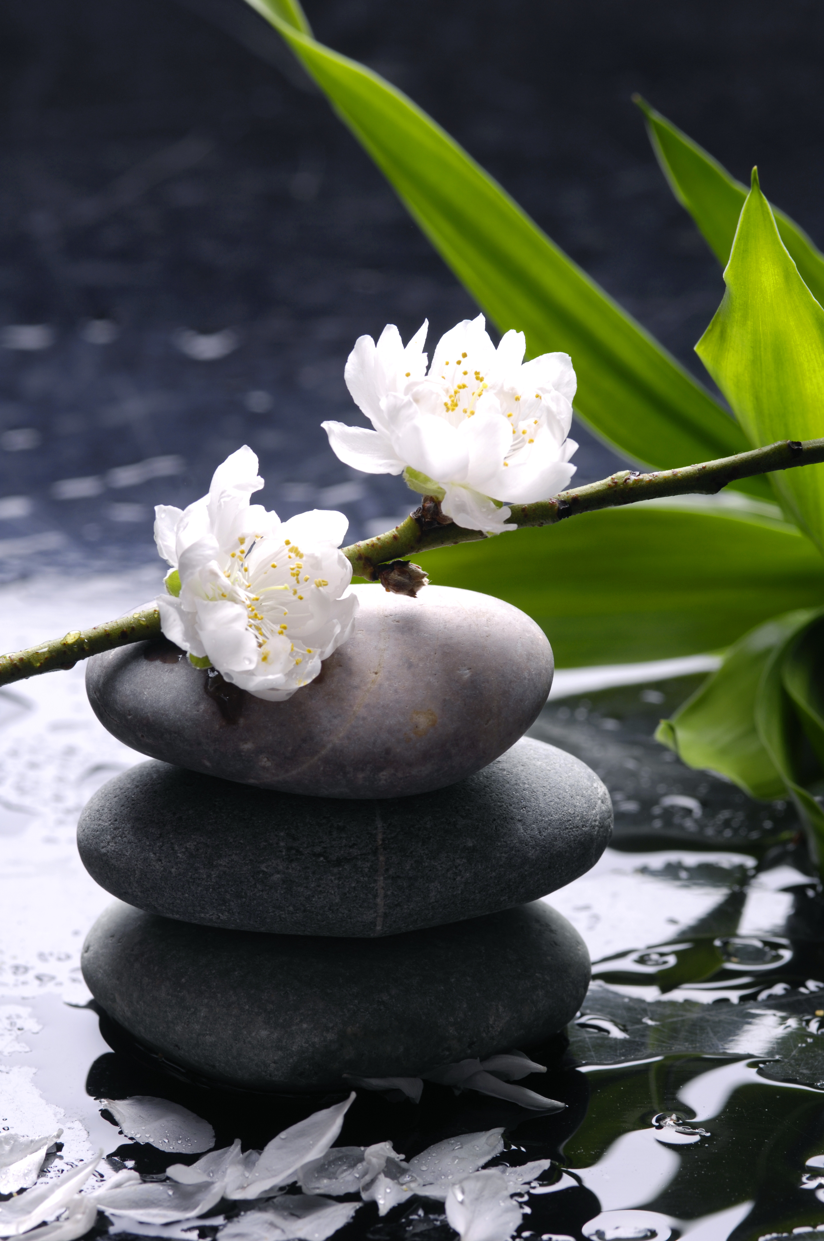 Wellness