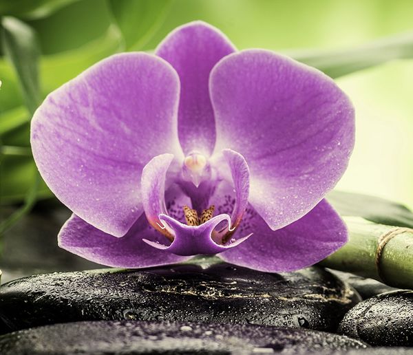Orchidee