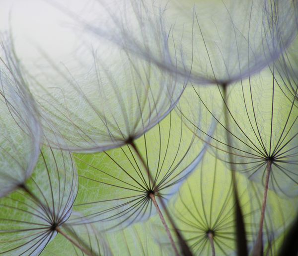 Pusteblumen